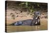 Giant river otter (Pteronura brasiliensis), Pantanal, Mato Grosso, Brazil, South America-Sergio Pitamitz-Stretched Canvas