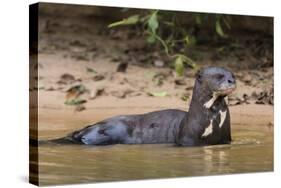 Giant river otter (Pteronura brasiliensis), Pantanal, Mato Grosso, Brazil, South America-Sergio Pitamitz-Stretched Canvas