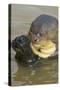 Giant River Otter-Darrell Gulin-Stretched Canvas