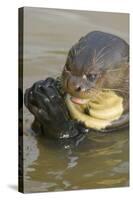 Giant River Otter-Darrell Gulin-Stretched Canvas