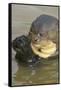 Giant River Otter-Darrell Gulin-Framed Stretched Canvas
