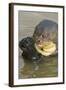 Giant River Otter-Darrell Gulin-Framed Photographic Print