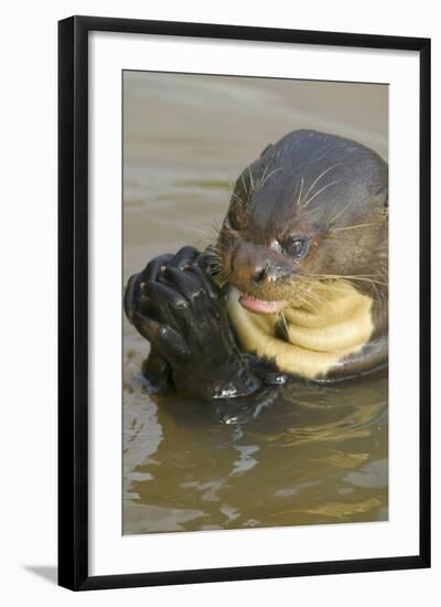 Giant River Otter-Darrell Gulin-Framed Photographic Print