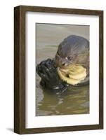 Giant River Otter-Darrell Gulin-Framed Photographic Print