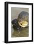 Giant River Otter-Darrell Gulin-Framed Photographic Print