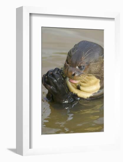 Giant River Otter-Darrell Gulin-Framed Photographic Print