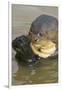 Giant River Otter-Darrell Gulin-Framed Photographic Print