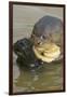 Giant River Otter-Darrell Gulin-Framed Photographic Print