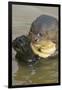 Giant River Otter-Darrell Gulin-Framed Photographic Print