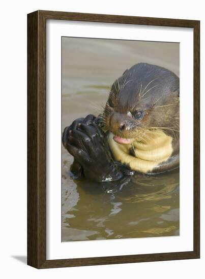 Giant River Otter-Darrell Gulin-Framed Photographic Print