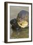 Giant River Otter-Darrell Gulin-Framed Photographic Print