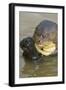 Giant River Otter-Darrell Gulin-Framed Photographic Print