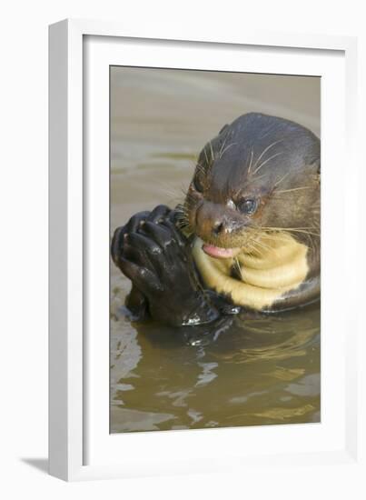 Giant River Otter-Darrell Gulin-Framed Photographic Print