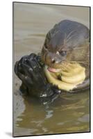 Giant River Otter-Darrell Gulin-Mounted Photographic Print