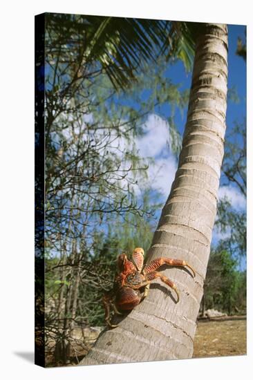 Giant Robber, Coconut Crab-null-Stretched Canvas