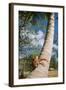 Giant Robber, Coconut Crab-null-Framed Photographic Print