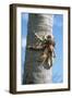 Giant Robber, Coconut Crab-null-Framed Photographic Print