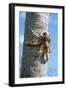 Giant Robber, Coconut Crab-null-Framed Photographic Print