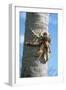 Giant Robber, Coconut Crab-null-Framed Photographic Print