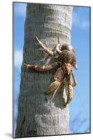 Giant Robber, Coconut Crab-null-Mounted Photographic Print