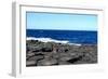 Giant's Causeway, Ireland.-Ibeth-Framed Photographic Print