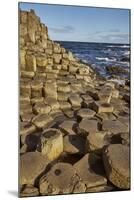 Giant's Causeway, UNESCO World Heritage Site, County Antrim, Ulster, Northern Ireland, United Kingd-Nigel Hicks-Mounted Photographic Print