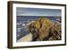 Giant's Causeway, UNESCO World Heritage Site, County Antrim, Ulster, Northern Ireland, United Kingd-Nigel Hicks-Framed Photographic Print