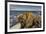 Giant's Causeway, UNESCO World Heritage Site, County Antrim, Ulster, Northern Ireland, United Kingd-Nigel Hicks-Framed Photographic Print