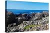 Giant’S Causeway-zastavkin-Stretched Canvas