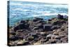 Giant’S Causeway-zastavkin-Stretched Canvas