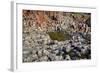 Giant’S Causeway-zastavkin-Framed Photographic Print