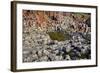 Giant’S Causeway-zastavkin-Framed Photographic Print