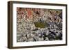 Giant’S Causeway-zastavkin-Framed Photographic Print