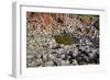 Giant’S Causeway-zastavkin-Framed Photographic Print