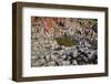 Giant’S Causeway-zastavkin-Framed Photographic Print