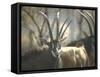 Giant Sable Antelopes, Probably on the Luanda Preserve-Carlo Bavagnoli-Framed Stretched Canvas