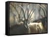 Giant Sable Antelopes, Probably on the Luanda Preserve-Carlo Bavagnoli-Framed Stretched Canvas