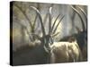 Giant Sable Antelopes, Probably on the Luanda Preserve-Carlo Bavagnoli-Stretched Canvas