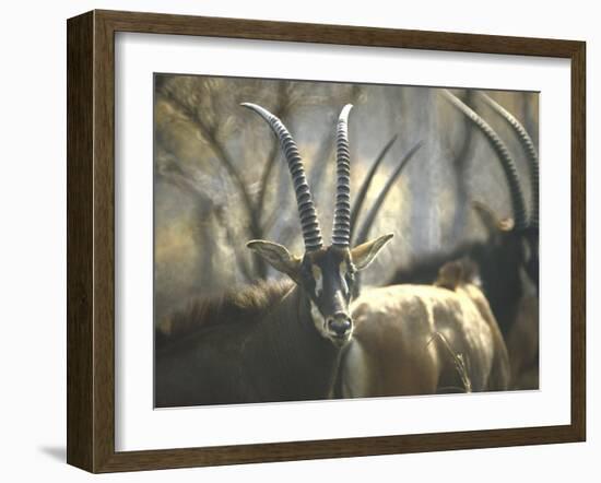 Giant Sable Antelopes, Probably on the Luanda Preserve-Carlo Bavagnoli-Framed Photographic Print