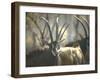 Giant Sable Antelopes, Probably on the Luanda Preserve-Carlo Bavagnoli-Framed Photographic Print