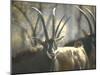 Giant Sable Antelopes, Probably on the Luanda Preserve-Carlo Bavagnoli-Mounted Photographic Print