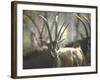 Giant Sable Antelopes, Probably on the Luanda Preserve-Carlo Bavagnoli-Framed Photographic Print