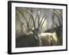 Giant Sable Antelopes, Probably on the Luanda Preserve-Carlo Bavagnoli-Framed Photographic Print