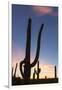 Giant saguaro cactus (Carnegiea gigantea), at dawn in the Sweetwater Preserve, Tucson, Arizona, Uni-Michael Nolan-Framed Photographic Print