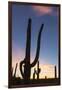 Giant saguaro cactus (Carnegiea gigantea), at dawn in the Sweetwater Preserve, Tucson, Arizona, Uni-Michael Nolan-Framed Photographic Print