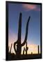 Giant saguaro cactus (Carnegiea gigantea), at dawn in the Sweetwater Preserve, Tucson, Arizona, Uni-Michael Nolan-Framed Photographic Print