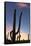 Giant saguaro cactus (Carnegiea gigantea), at dawn in the Sweetwater Preserve, Tucson, Arizona, Uni-Michael Nolan-Framed Stretched Canvas