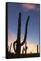 Giant saguaro cactus (Carnegiea gigantea), at dawn in the Sweetwater Preserve, Tucson, Arizona, Uni-Michael Nolan-Framed Stretched Canvas