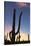 Giant saguaro cactus (Carnegiea gigantea), at dawn in the Sweetwater Preserve, Tucson, Arizona, Uni-Michael Nolan-Stretched Canvas