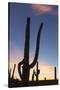 Giant saguaro cactus (Carnegiea gigantea), at dawn in the Sweetwater Preserve, Tucson, Arizona, Uni-Michael Nolan-Stretched Canvas